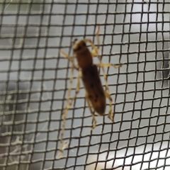 Achryson surinamum