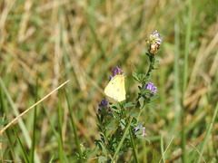 Colias philodice