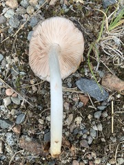 Pluteus hongoi