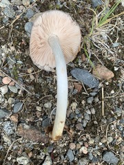 Pluteus hongoi