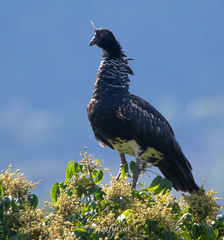 Anhima cornuta