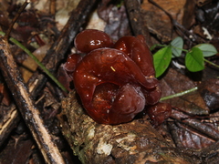 Phaeotremella