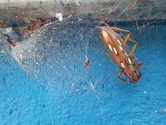 Eburodacrys fortunata