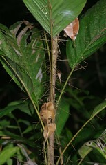 Bactris nancibaensis