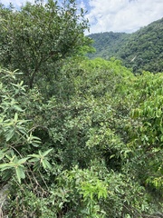 Schinus terebinthifolia