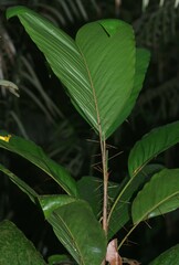 Bactris nancibaensis