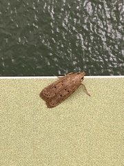 Stoeberhinus testaceus