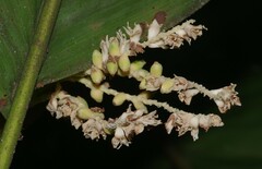 Bactris nancibaensis