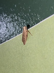 Stoeberhinus testaceus