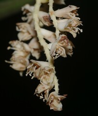 Bactris nancibaensis