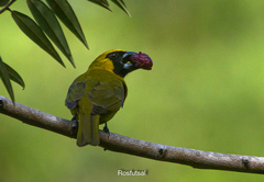 Caryothraustes canadensis