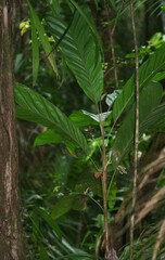 Bactris nancibaensis