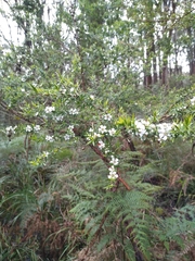 Leptospermum continentale