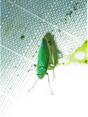 Draeculacephala inscripta