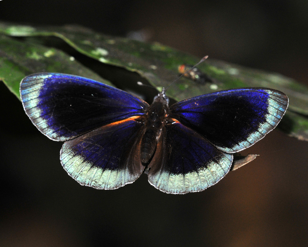 Asterope degandii