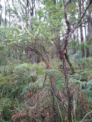 Leptospermum continentale