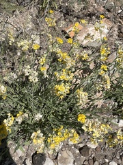 Psilostrophe tagetina