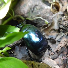 Macraspis rufonitida