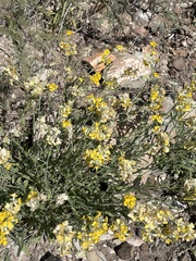 Psilostrophe tagetina