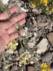 Psilostrophe tagetina