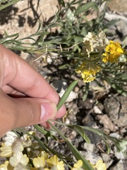 Psilostrophe tagetina