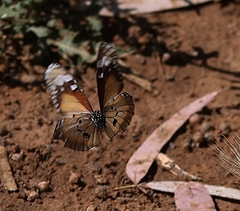 Danaus petilia
