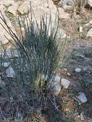 Osyris alba
