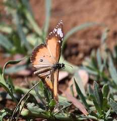 Danaus petilia