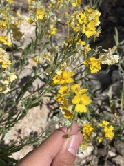 Psilostrophe tagetina