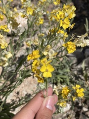 Psilostrophe tagetina