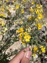 Psilostrophe tagetina