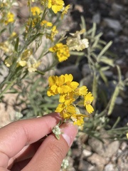 Psilostrophe tagetina