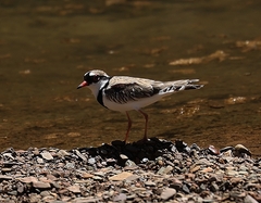 Elseyornis melanops