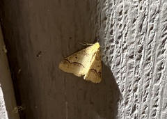 Erannis tiliaria