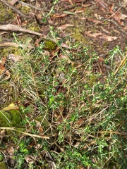 Pultenaea gunnii