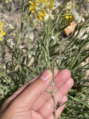 Psilostrophe tagetina