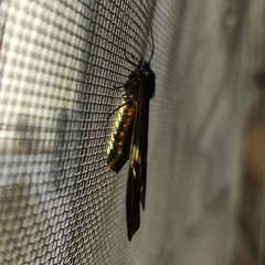 Lepidoptera