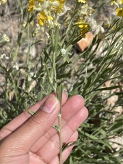 Psilostrophe tagetina