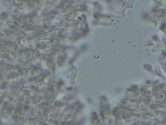 Steccherinum subcrinale