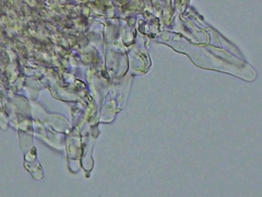 Steccherinum subcrinale