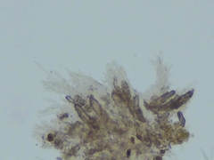 Steccherinum subcrinale