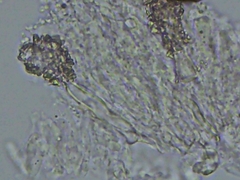 Steccherinum subcrinale