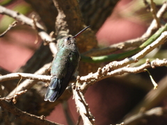 Cynanthus latirostris