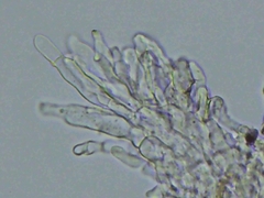 Steccherinum subcrinale