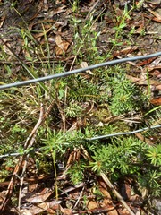 Persoonia chamaepeuce