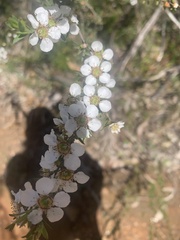 Leptospermum continentale