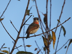 Pachyramphus aglaiae