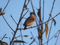 Pachyramphus aglaiae