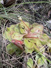 Drosera whittakeri