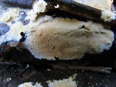 Steccherinum subcrinale